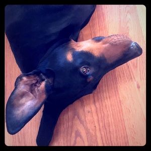 Meet your Posher, Morgan